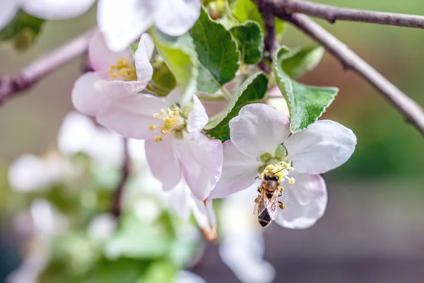 Bee kwiat ogród — Zdjęcie stockowe