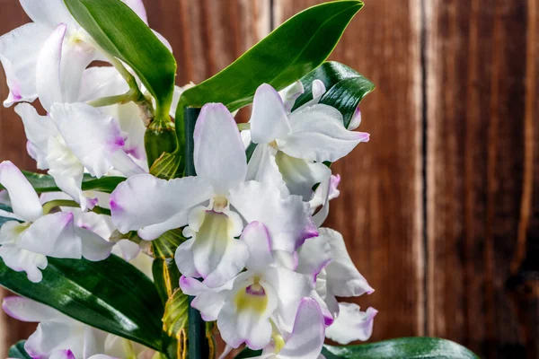 Orchideenblume auf dem hölzernen — Stockfoto