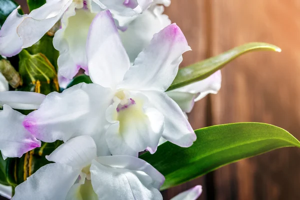 Orchid flower on the wooden — Stock Photo, Image