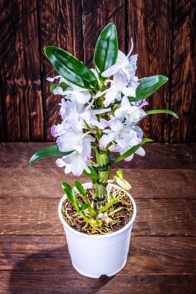 Flor de orquídea na madeira — Fotografia de Stock