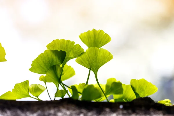 Ginkgo biloba folha fora — Fotografia de Stock