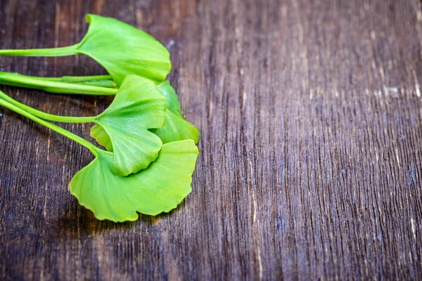 Ginkgo biloba på en trä — Stockfoto