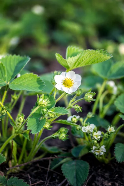 Erdbeerblütenpflanze draußen — Stockfoto