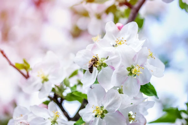 Blommor apple bee — Stockfoto