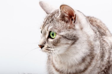 beyaz izole gri tekir kedi