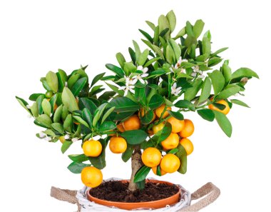 mandarine ağaç beyaz izole