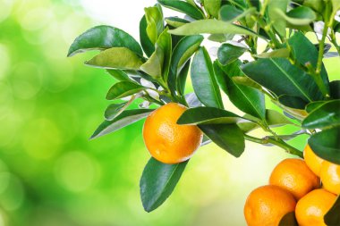 mandarine ağaç beyaz izole