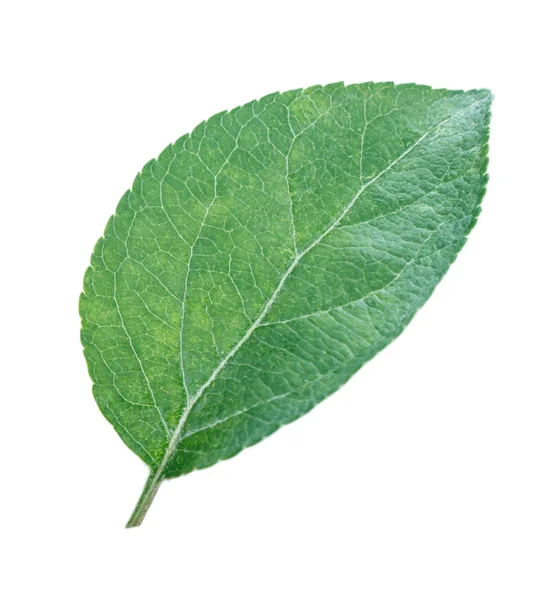 Hoja de manzana aislada sobre fondo blanco — Foto de Stock