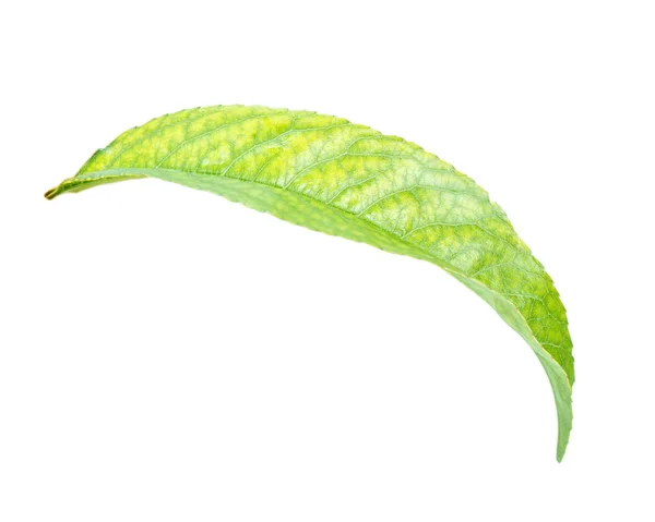 Mandarynka liści na białym tle na białym tle — Zdjęcie stockowe