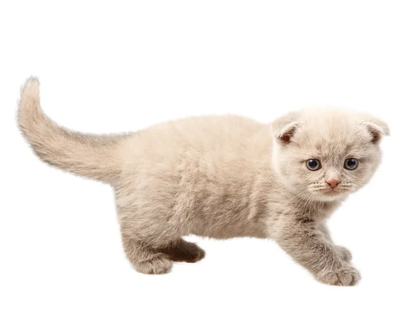 Gattino isolato su sfondo bianco — Foto Stock