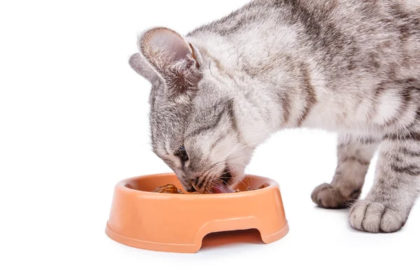 Cat eats feed bowl clipping path — Stock Photo, Image