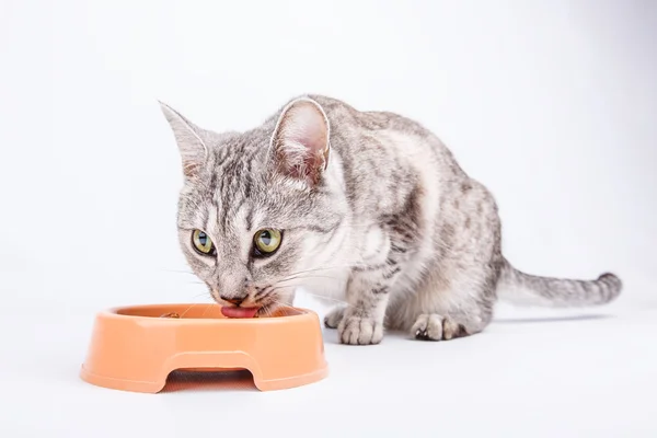 Gato come fuente de alimentación —  Fotos de Stock