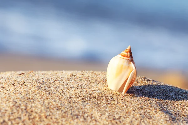 Sand beach sea shell Stock Photo