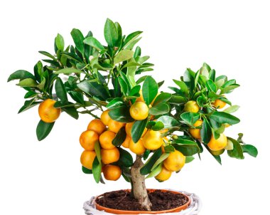 mandarine ağaç beyaz izole
