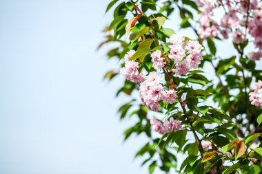 kiraz çiçeği ağacı