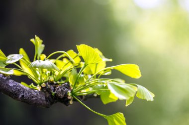 Ginkgo biloba yaprak dışında 
