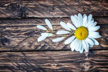 ahşap arka plan üzerinde papatya 