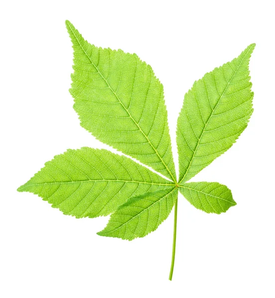 Maple leaf isolated — Stock Photo, Image
