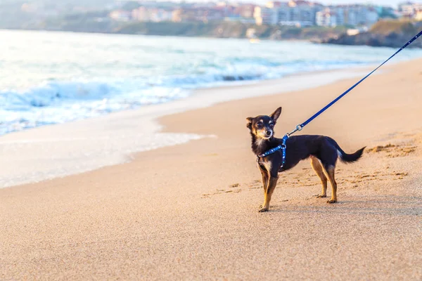 Spielzeug-Terrier am Meer — Stockfoto