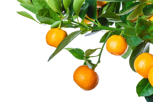 Albero di mandarino isolato su bianco — Foto Stock
