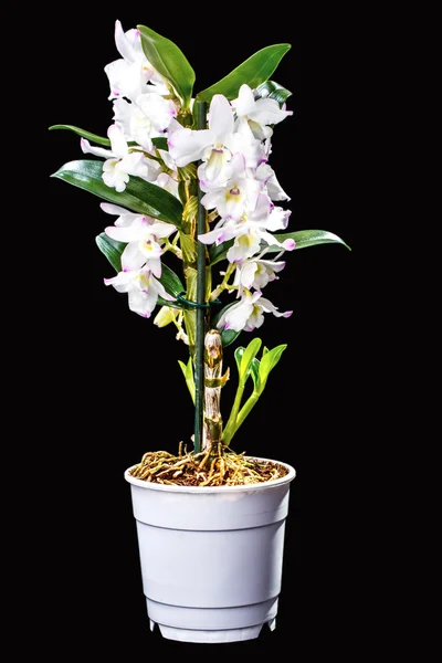 Orchid flower pot on black — Stock Photo, Image