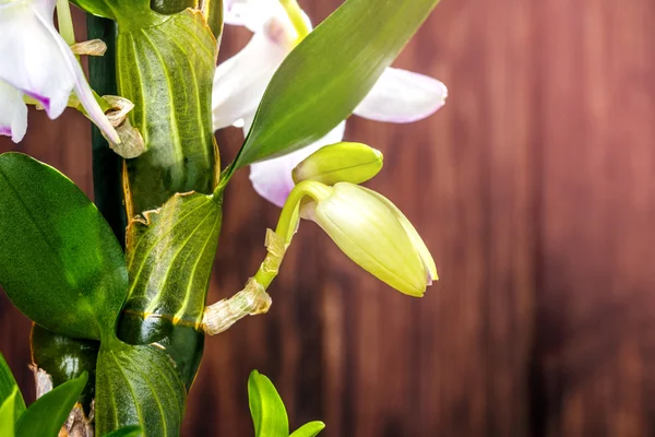 Orchideenblume auf dem hölzernen — Stockfoto