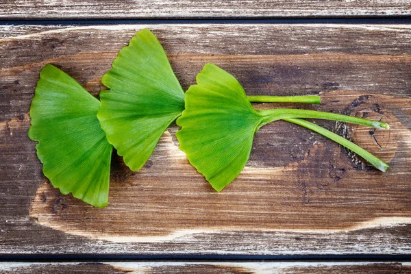 Ginkgo biloba em uma madeira — Fotografia de Stock