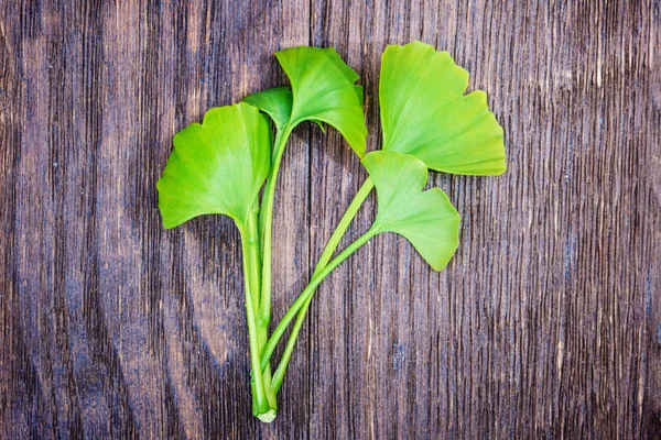 Ginkgo biloba sur un bois — Photo