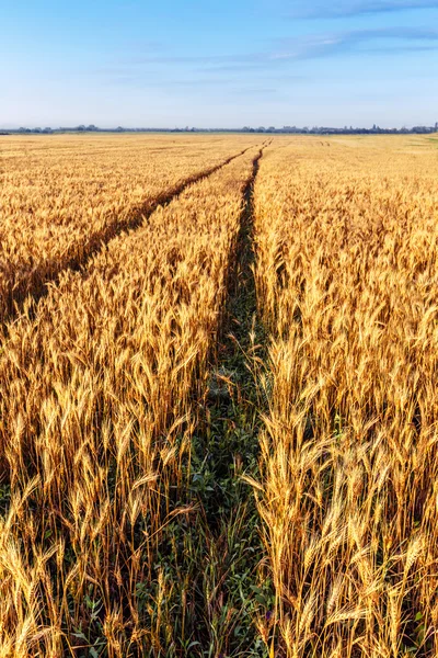 Buğday alan gökyüzü manzara — Stok fotoğraf