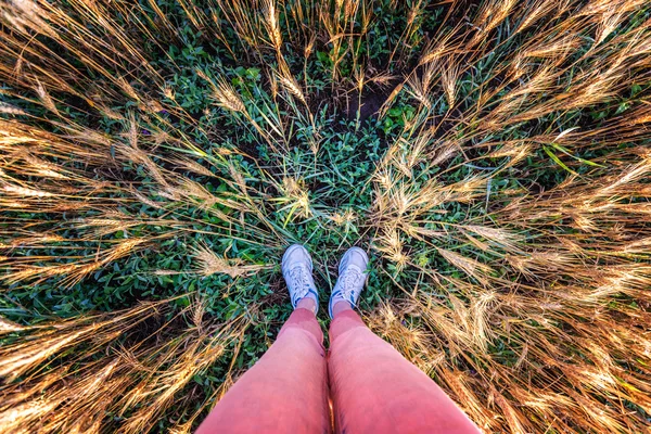 unusual perspective legs wheat field