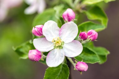 elma ağacı çiçekleri