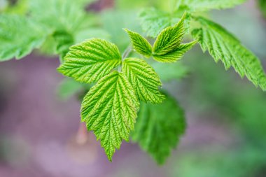 Ahududu dışında bırakır