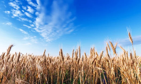 Buğday alan gökyüzü manzara — Stok fotoğraf