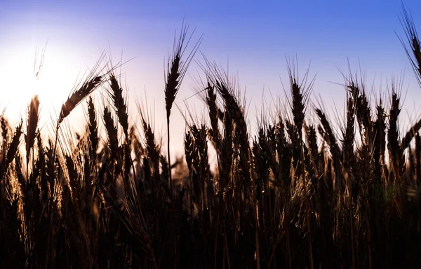 Alan şafak gökyüzü buğday — Stok fotoğraf