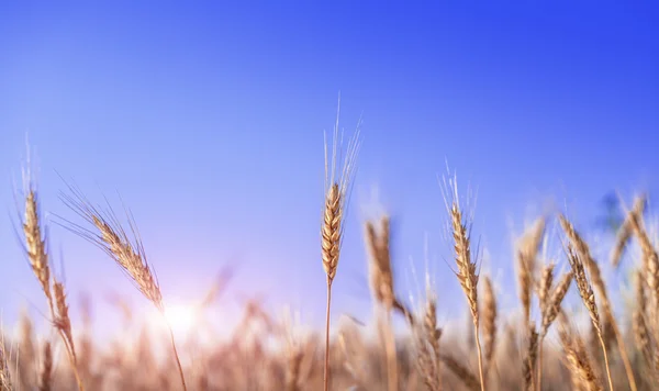 Alan şafak gökyüzü buğday — Stok fotoğraf