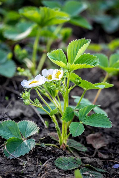 Fragola fiore pianta al di fuori — Foto Stock