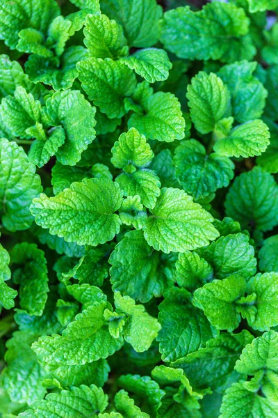 Melissa green plants — Stock Photo, Image