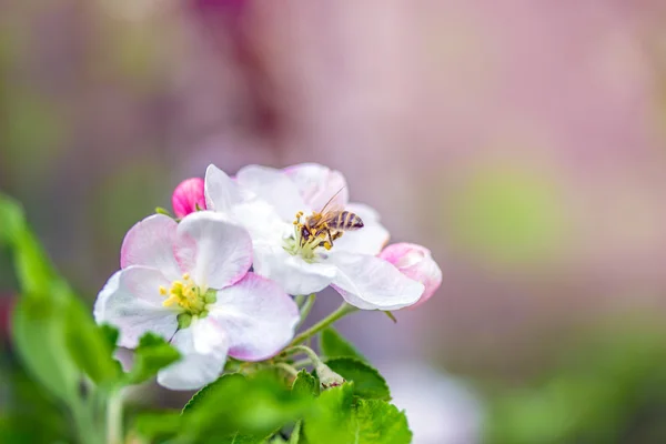 Blommor apple bee — Stockfoto