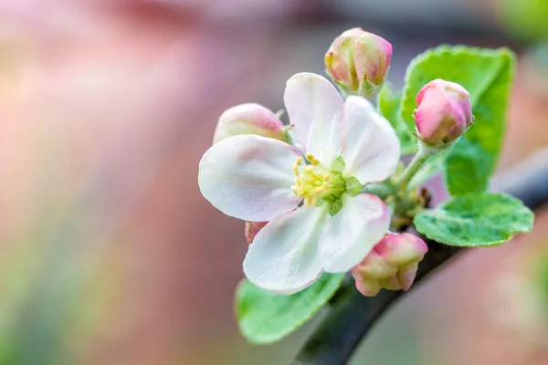 Albero dei fiori mela — Foto Stock