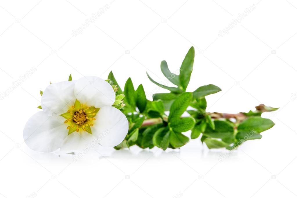 bloodroot flowers isolated on white background 