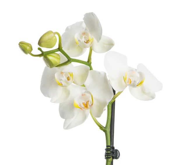 Orchidee auf weiß — Stockfoto