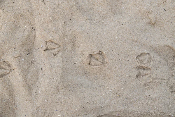 Seagull footprints — Stock Photo, Image