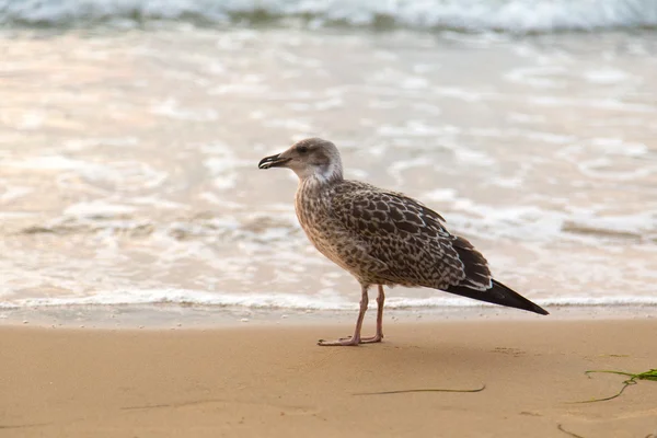 Seagull on beach — Stock Photo, Image