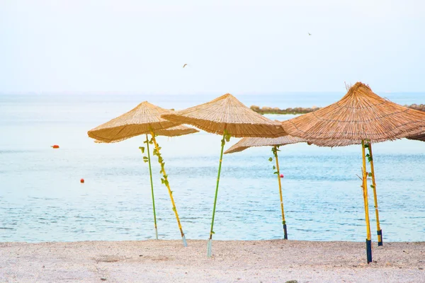 Morze parasol — Zdjęcie stockowe