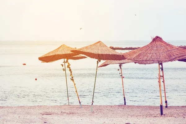 Sea parasol — Stock Photo, Image