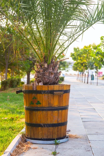 Palm sky — Stock Photo, Image