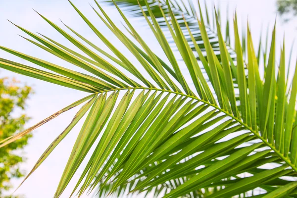 Palm sky — Stock Photo, Image