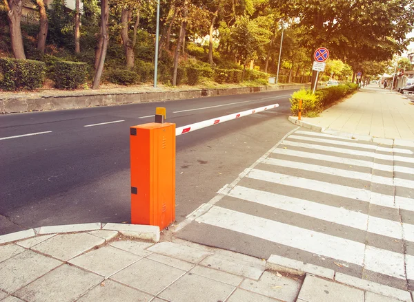 Road zebra — Stock Photo, Image