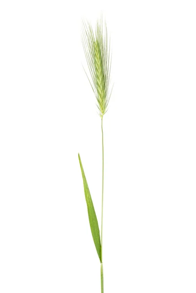 Spikelets on white — Stock Photo, Image