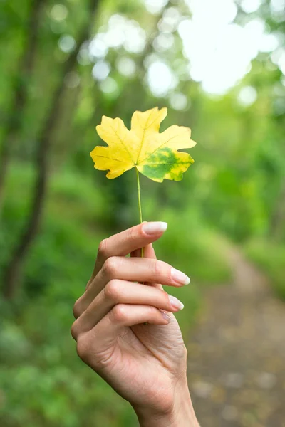 Yaprak ile el — Stok fotoğraf